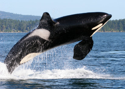 The Best Things to Do on Orcas Island: Whale Watching, Hiking, Food and More
