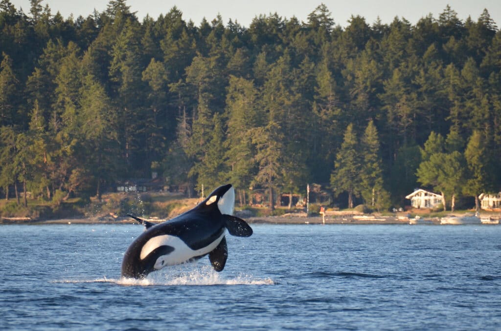 The Best 20 Things to Do on Orcas Island – From Kayaking to Amazing Views