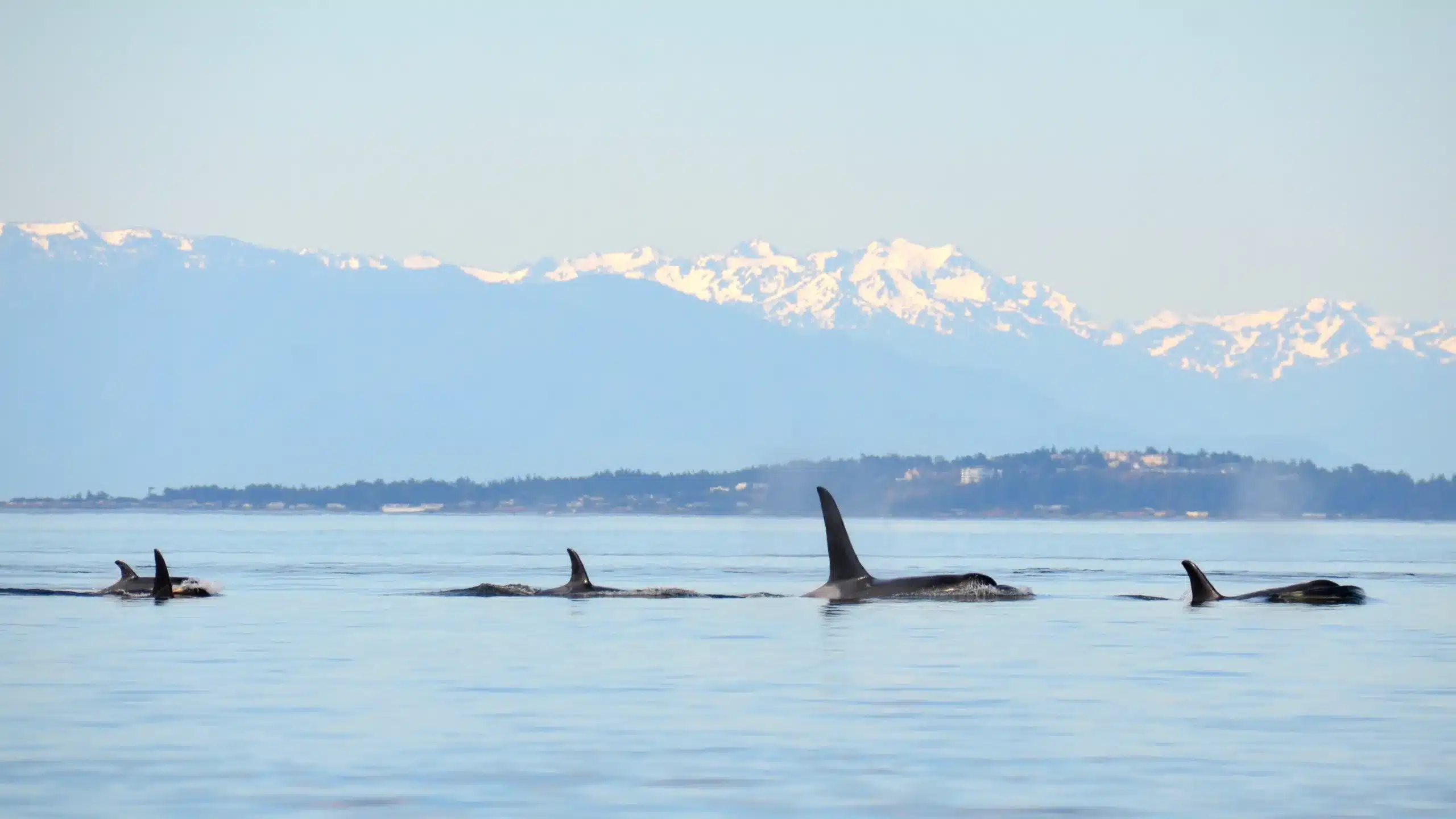 Orcas in Puget Sound 