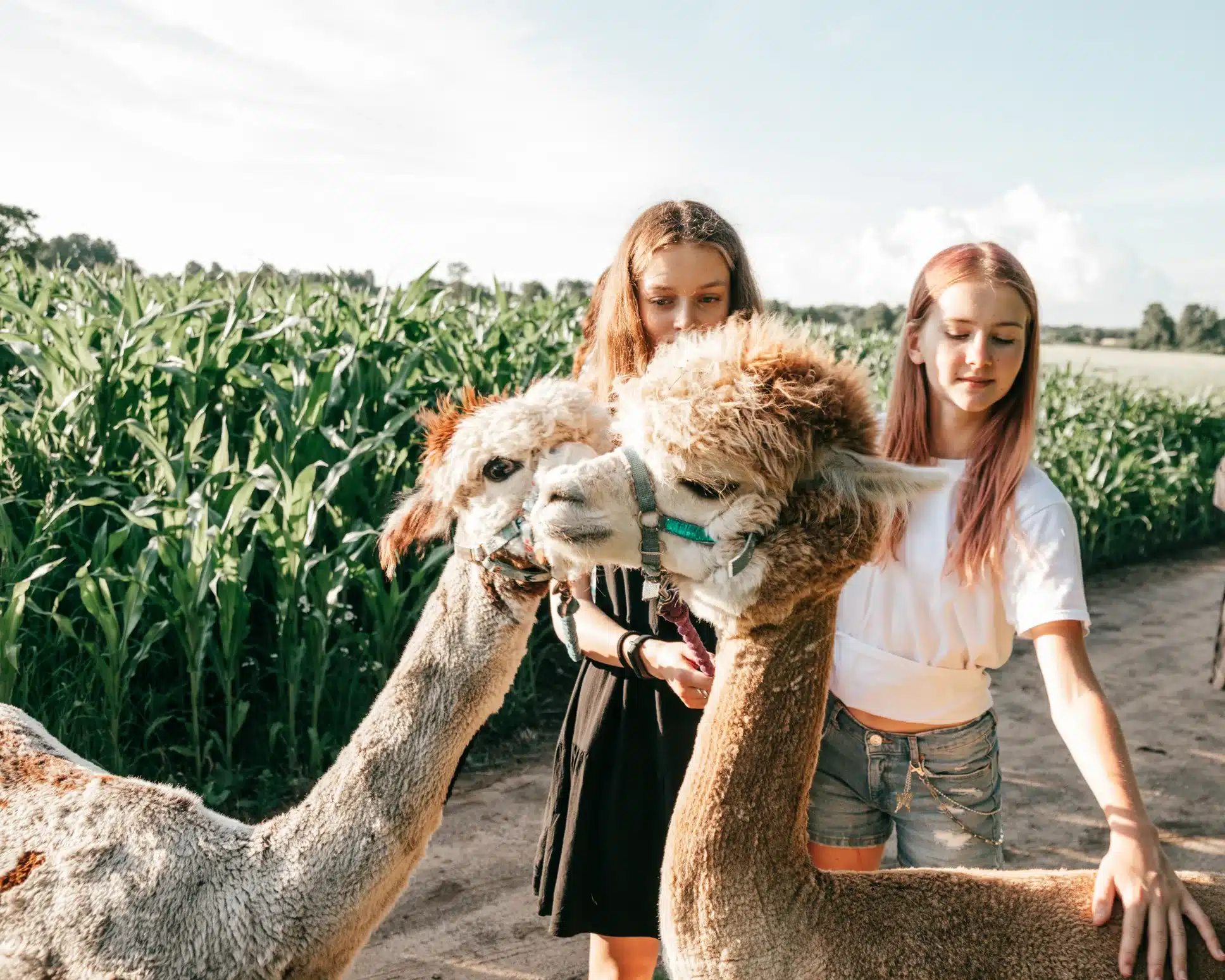 Two girls at an alpaca farm