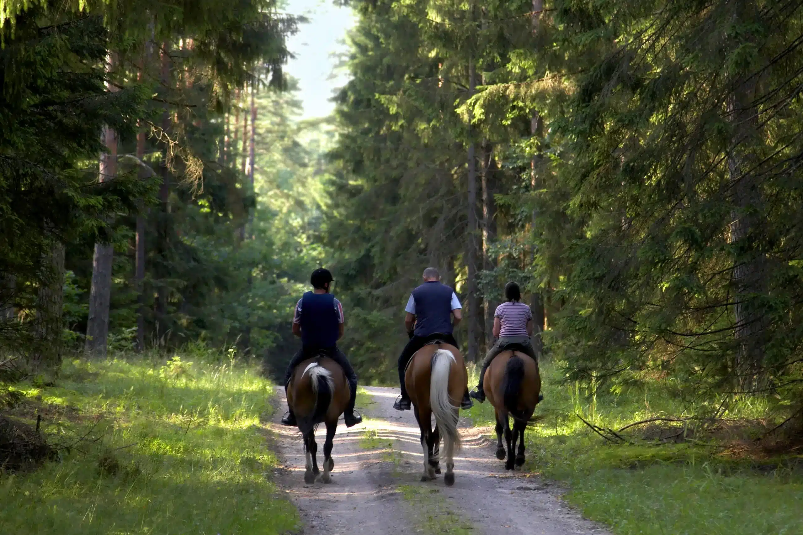 Horse Riding in a Forest