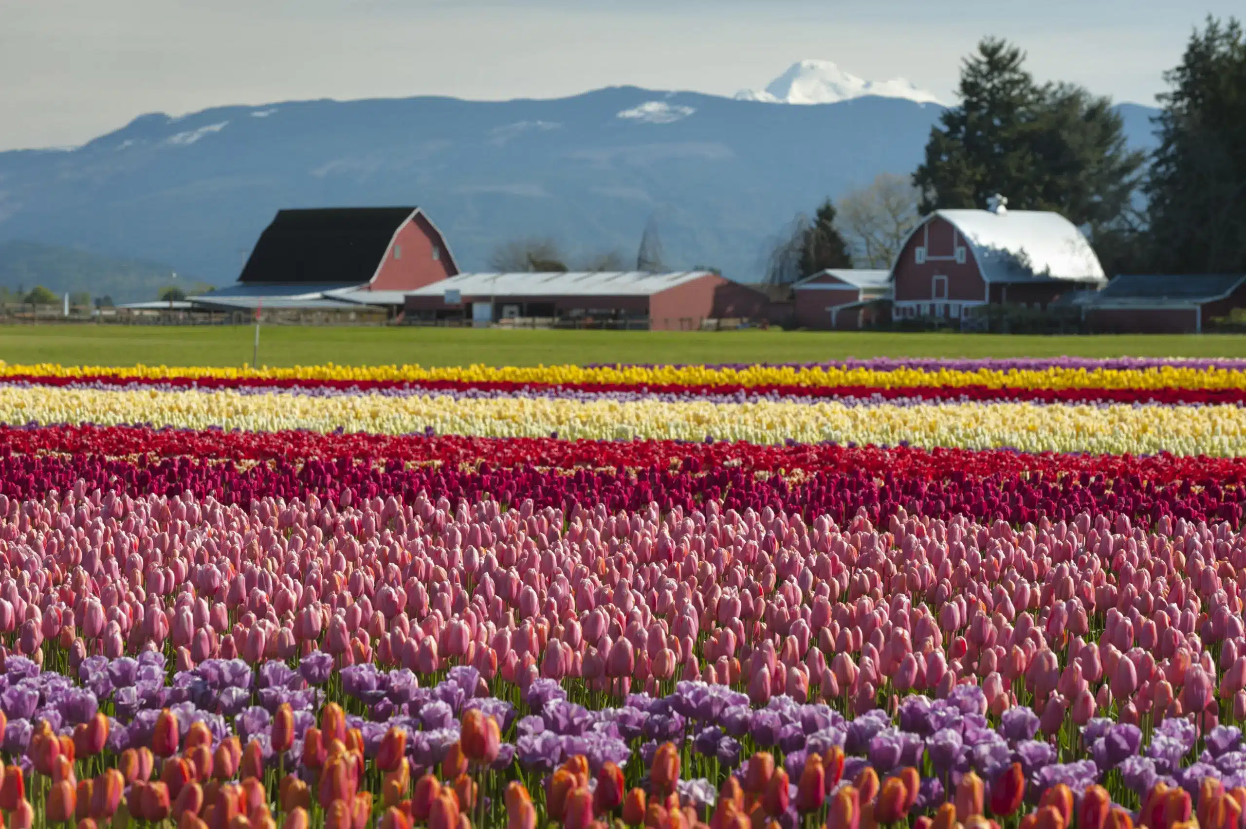 The Complete Guide To The Skagit Valley Tulip Festival Seattle Travel