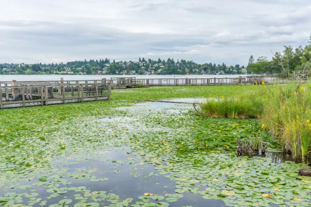 Lillypads in the water in Lake Washington