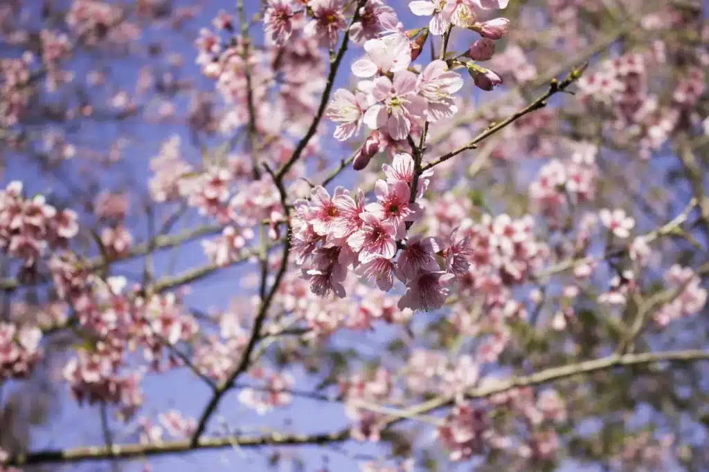 6 Best Places to See Cherry Blossoms in Seattle