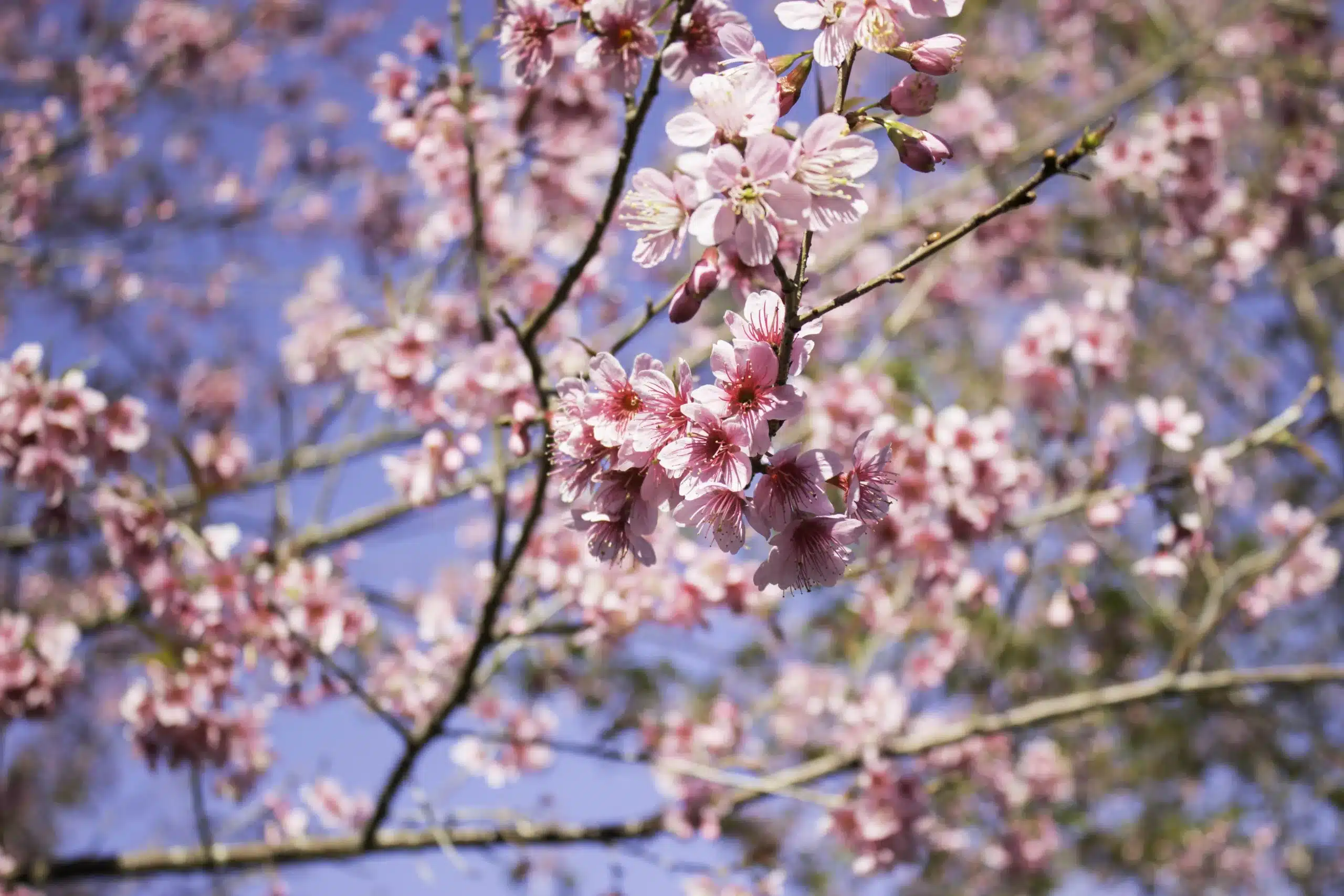6 Best Places to See Cherry Blossoms in Seattle