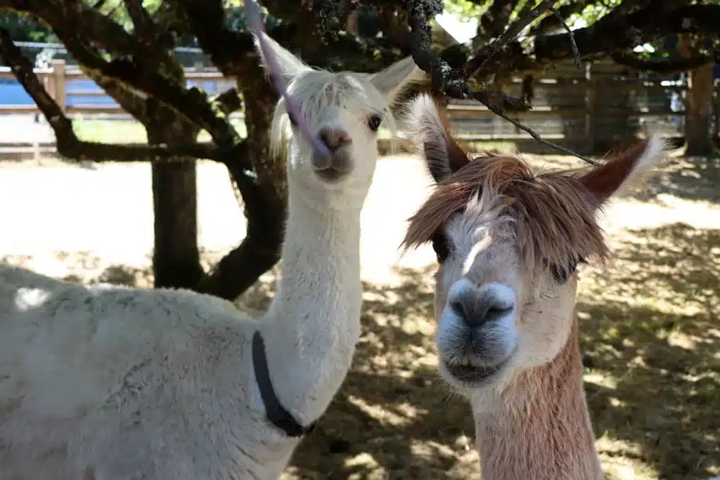 Llamas at the Remlinger Farms petting zoo