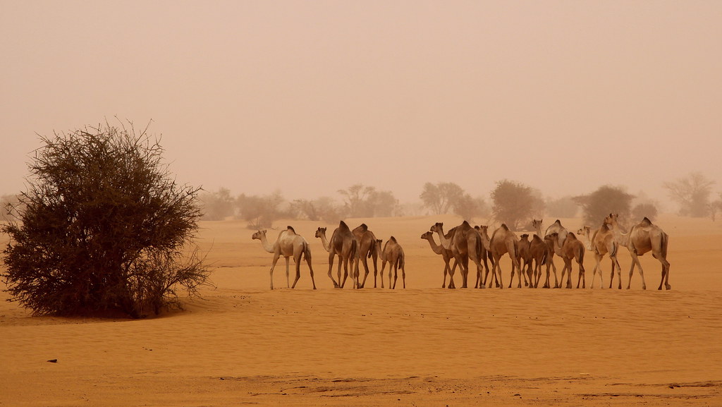 sudan with camels