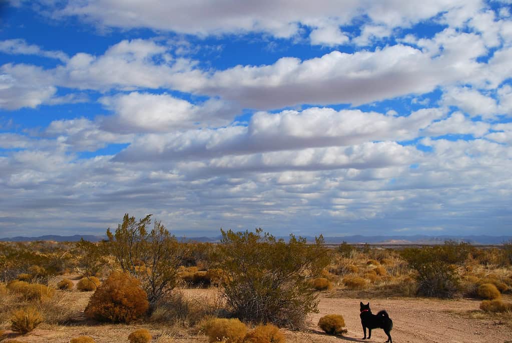 Chihuahuan Desert