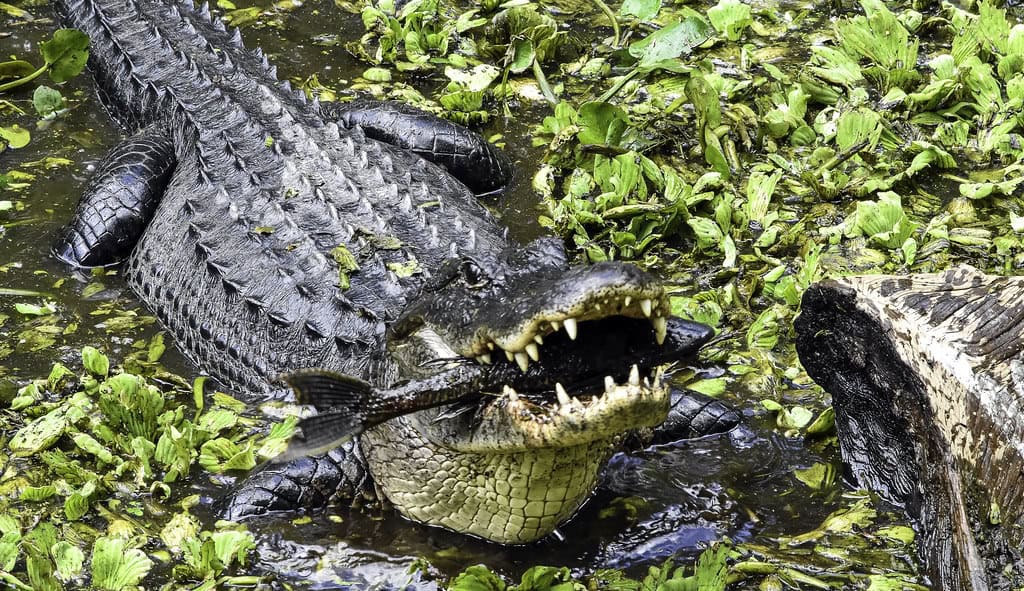 See You Later, Alligator . . .