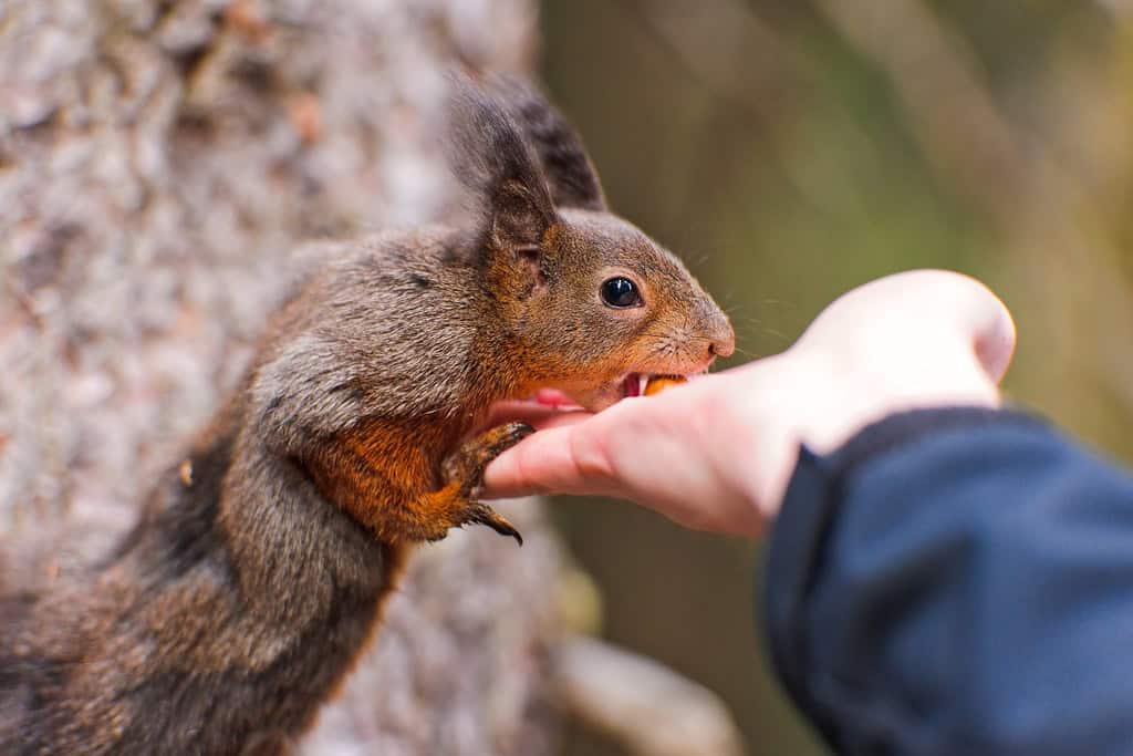 Feeding a squirrel