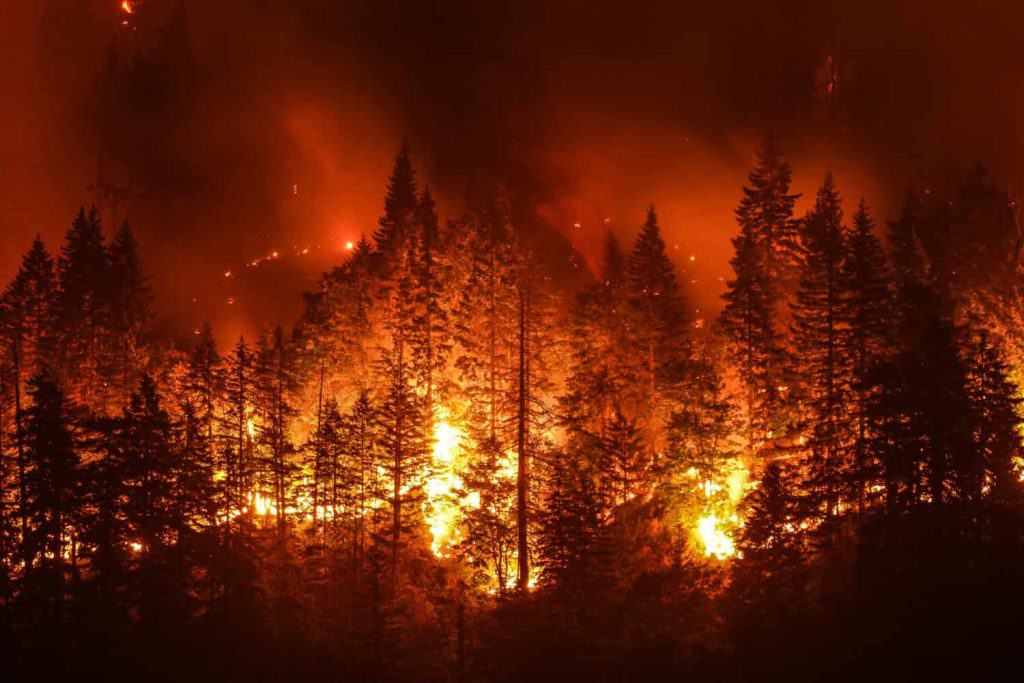 The U.S. States With the Most Wildfires and Where the Pacific Northwest Ranks