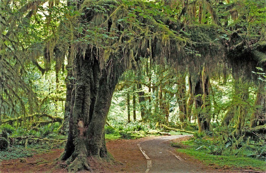 File:Hoh Rain Forest, Olympic National Park, Washington State, 1992.JPG