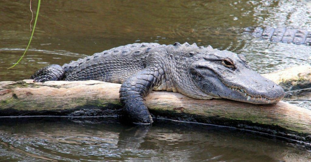 Headed to Florida? Meet 5 of the Biggest Reptiles You Could Encounter