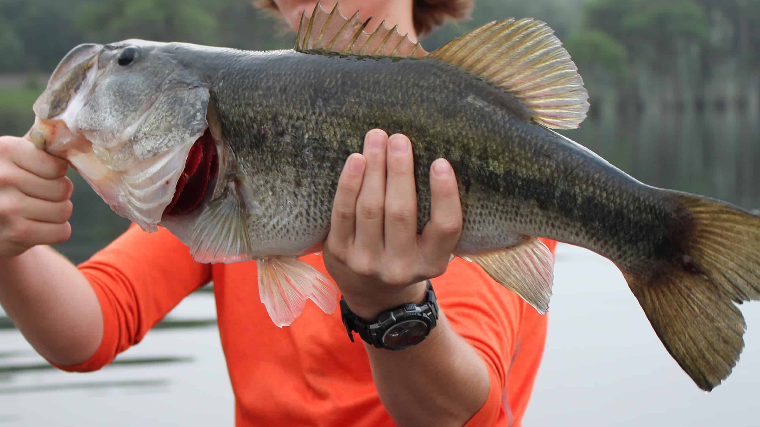 Big largemouth bass