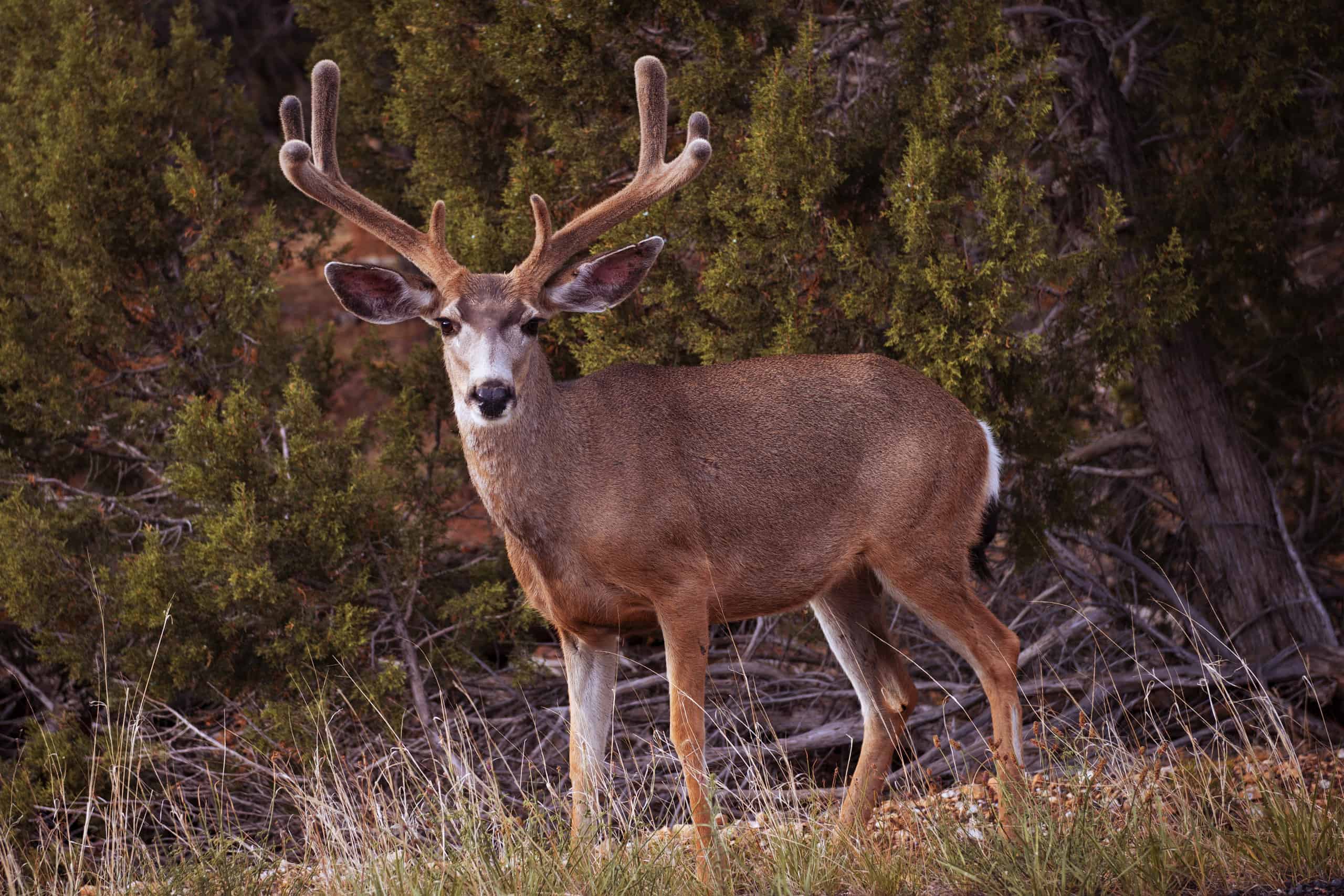 The Most Exclusive Hunting Retreats, and How to Get In