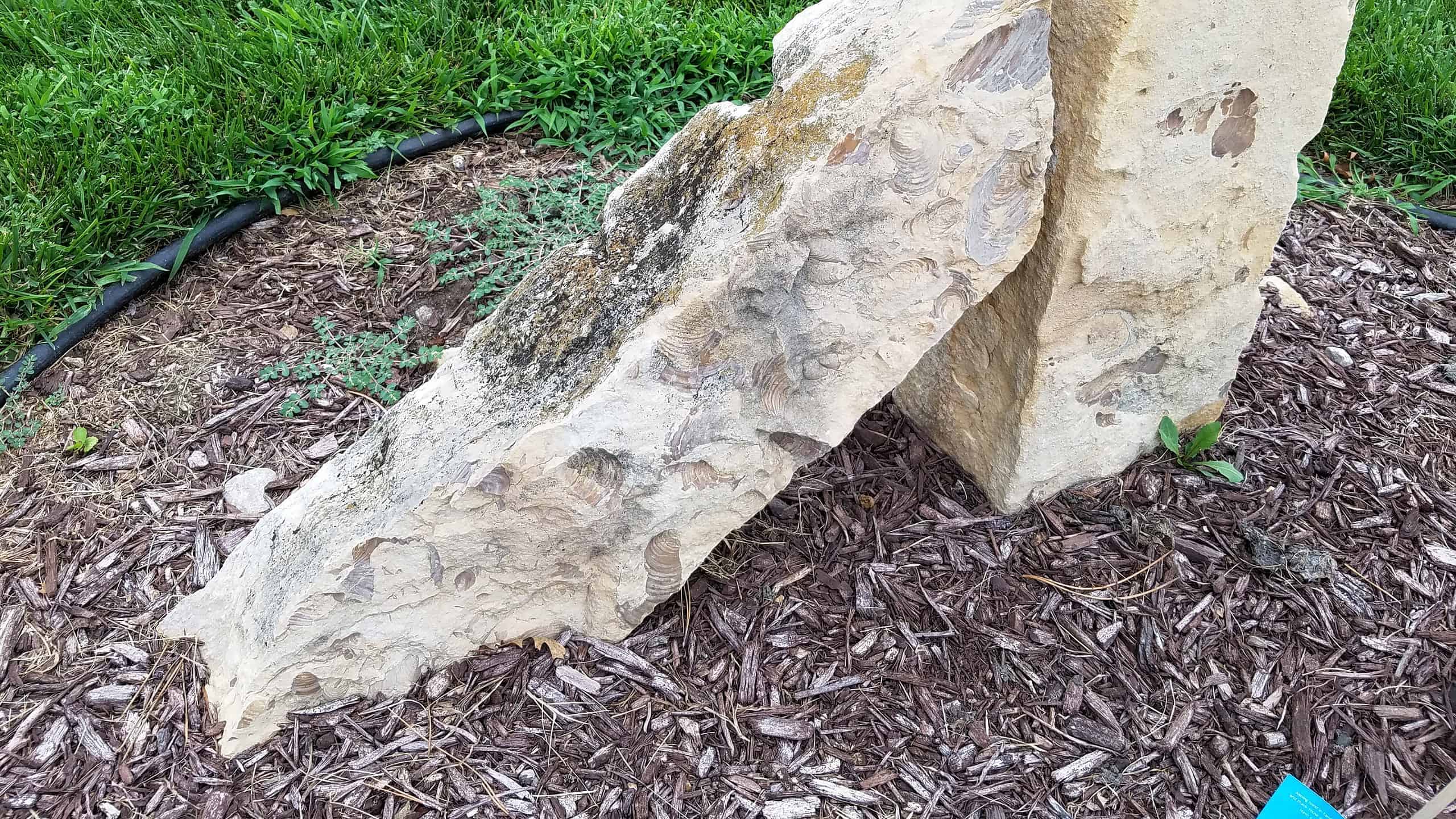 Fencepost Limestone
