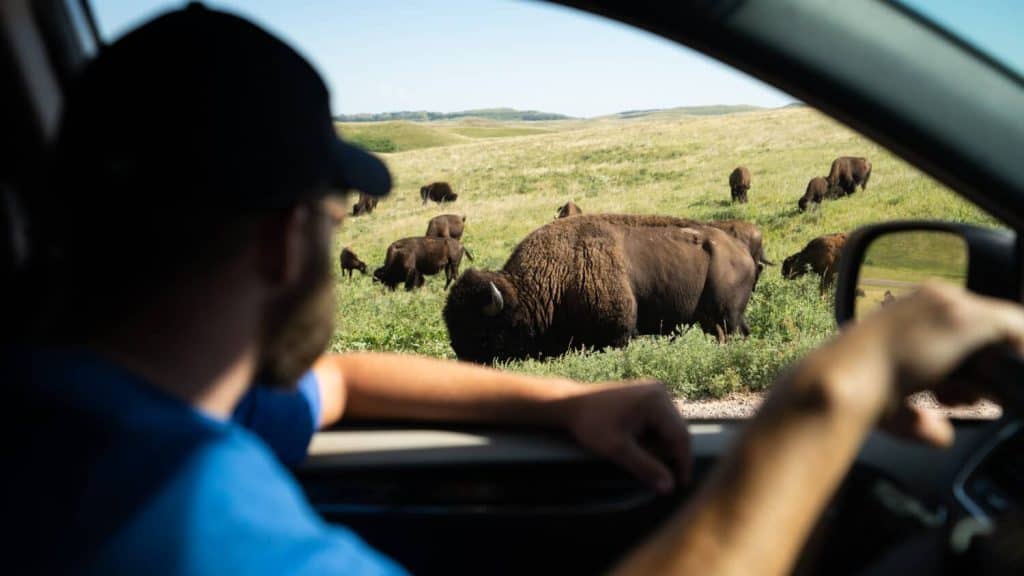 Watching Bison from car window