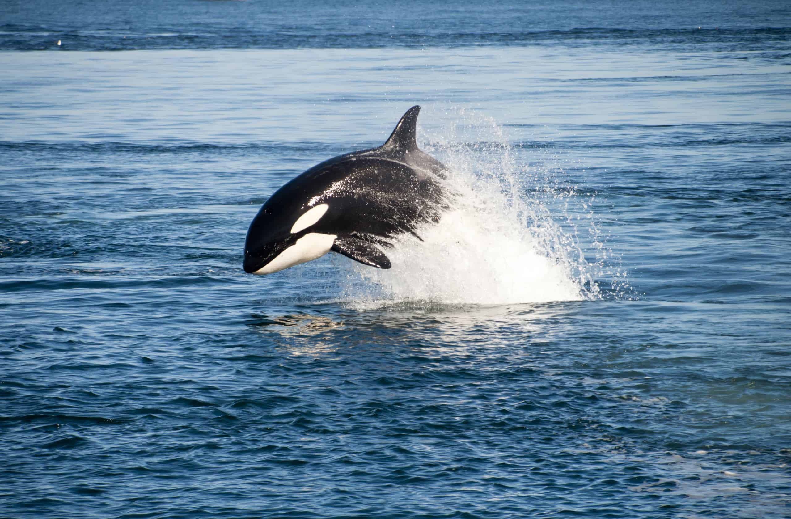 The Best Things to Do on Orcas Island: Whale Watching, Hiking, Food and More
