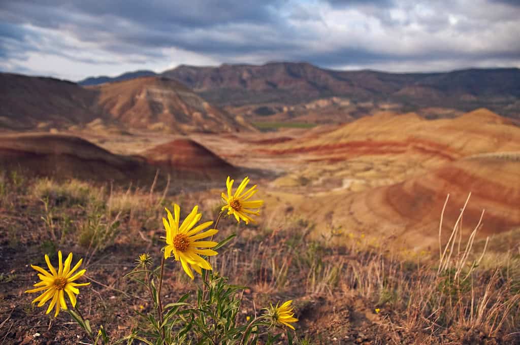 Painted Hills - John Day Fossil Beds NM OR - 11