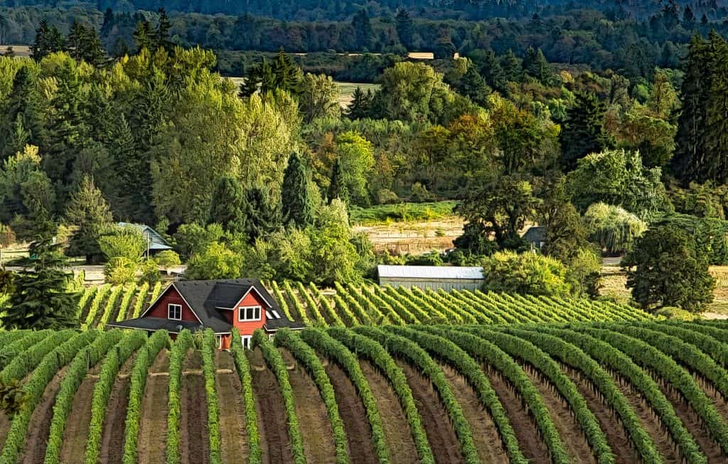Willamette Valley Wine Country (25134584933)