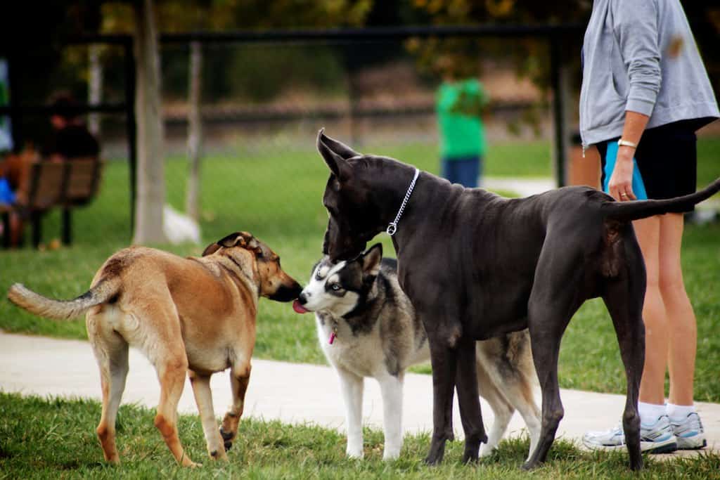 Dog Park - Woodland, Ca