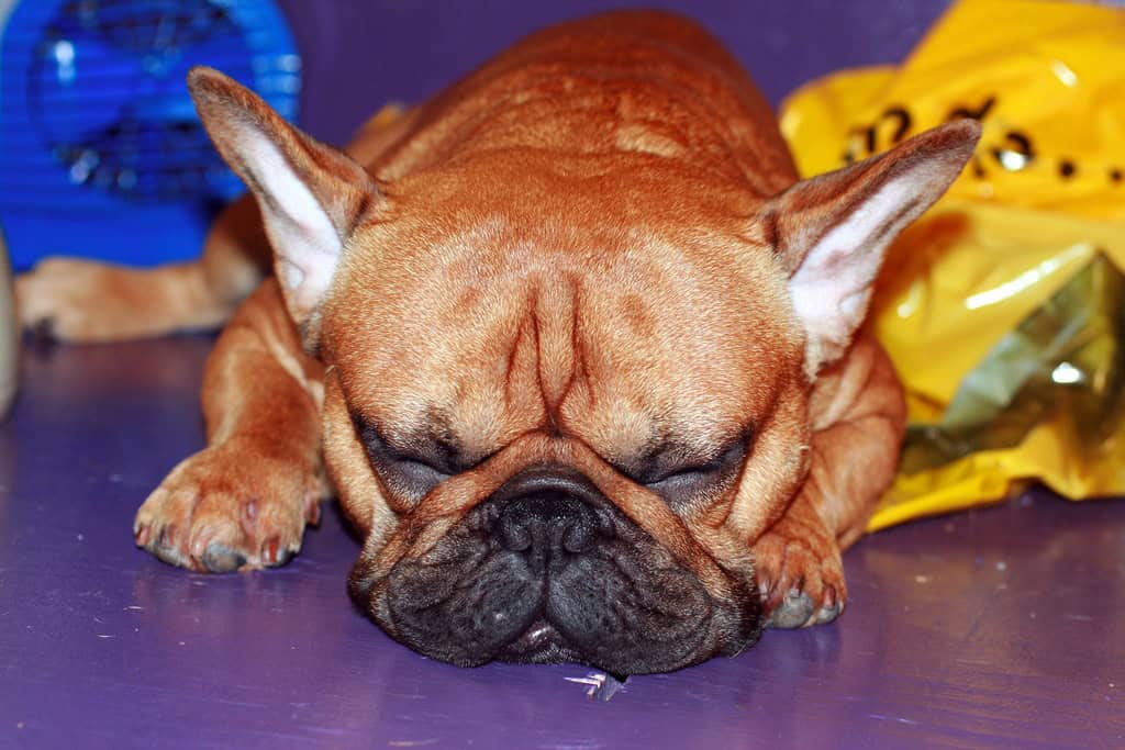French Bulldog