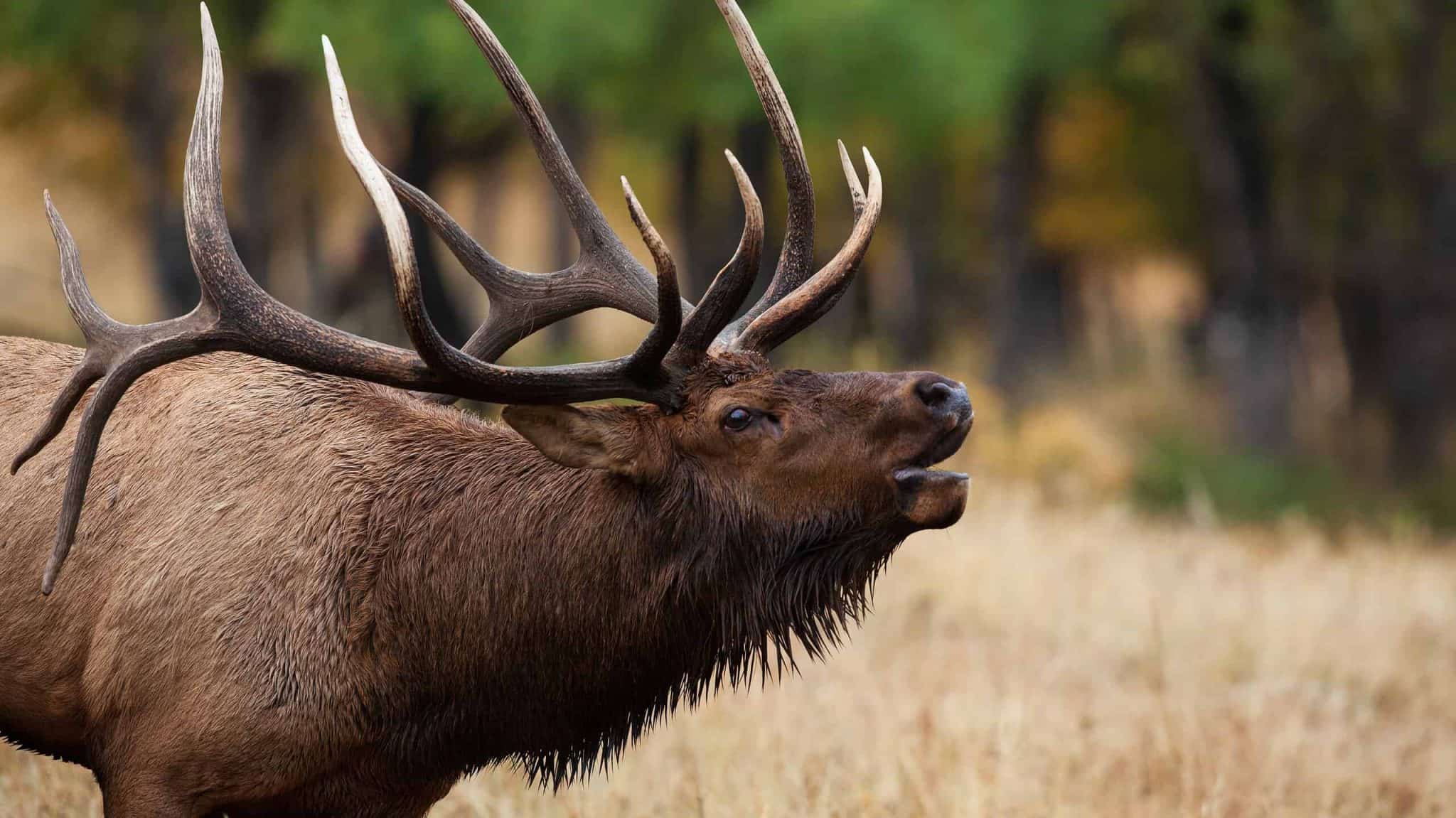 Washington Residents Warned to Avoid “Bruiser,” the Aggressive Elk ...