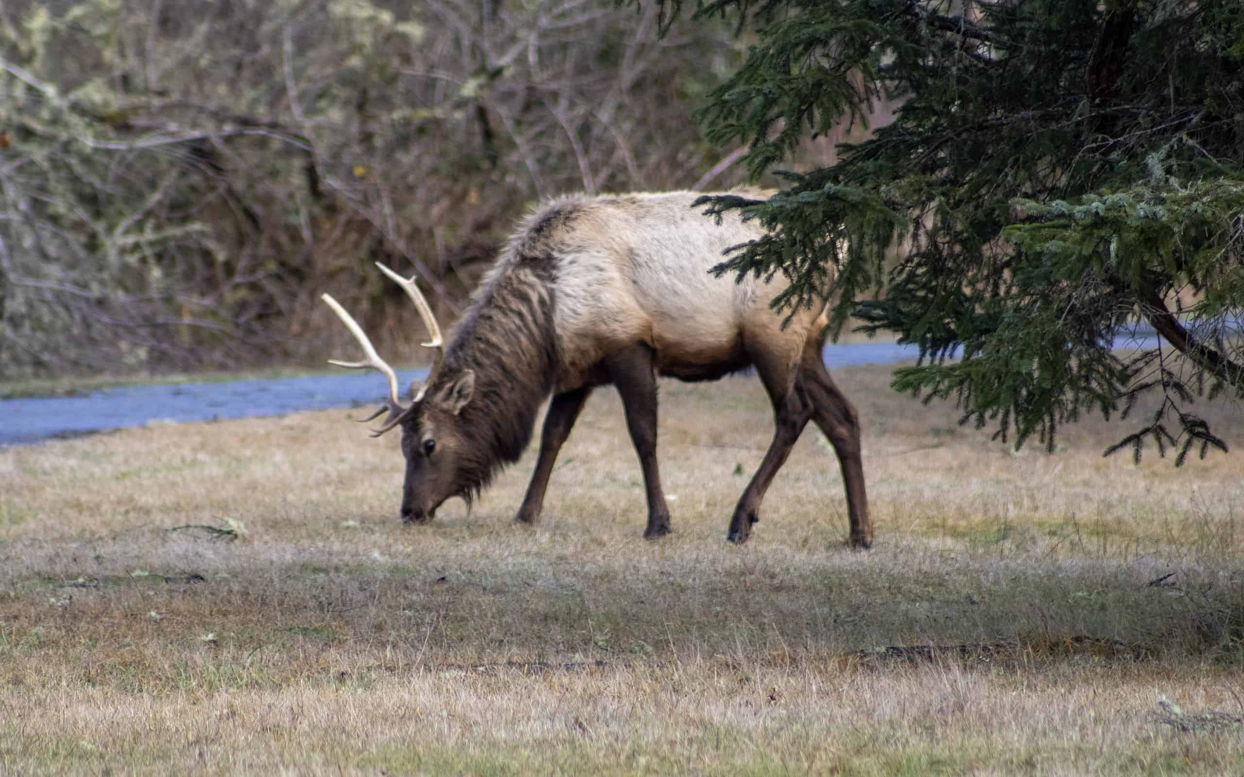 Washington Residents Warned to Avoid “Bruiser,” the Aggressive Elk Roaming The Town