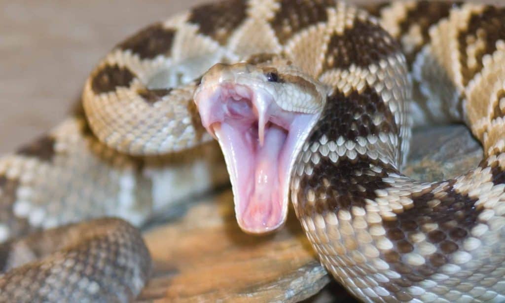 The 13 Snake Hotspots of the Pacific Northwest