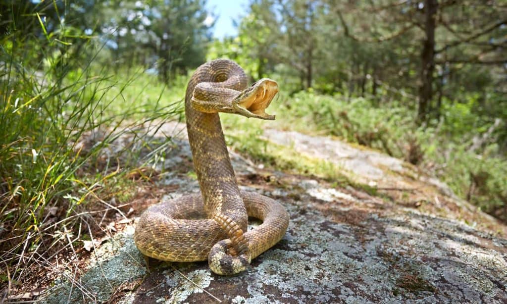 The Massive Rattlesnake That Shocked California at Nearly Six Feet Long