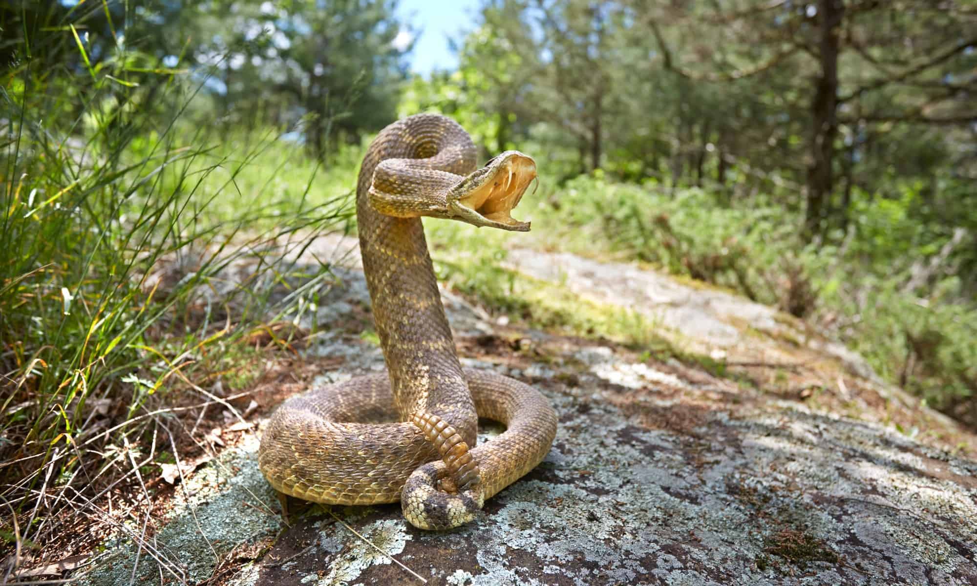 The Massive Rattlesnake That Shocked California at Nearly Six Feet Long