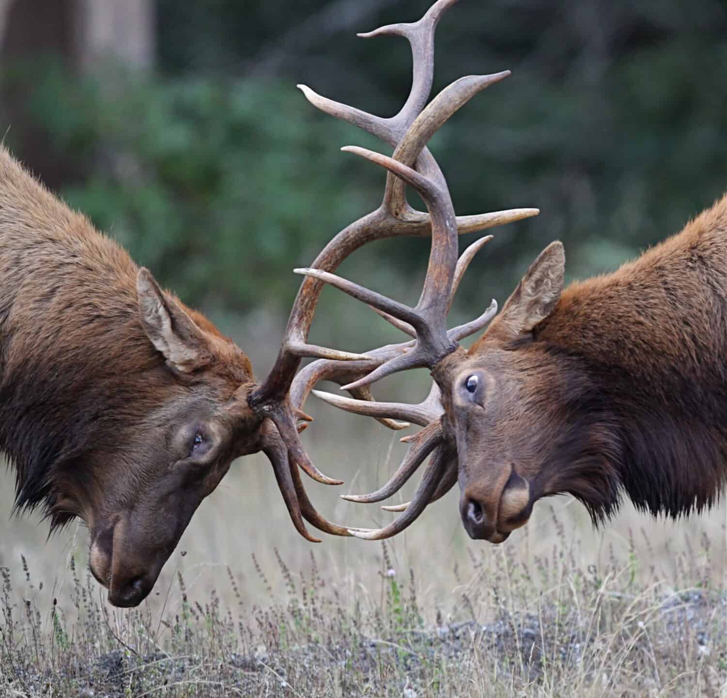 Bull Elk (Roosevelt subspecies) fighting during the September breeding season; Redwood National and State Parks, California coast, highway 101; Pacific Northwest wildlife / nature / outdoors / parks