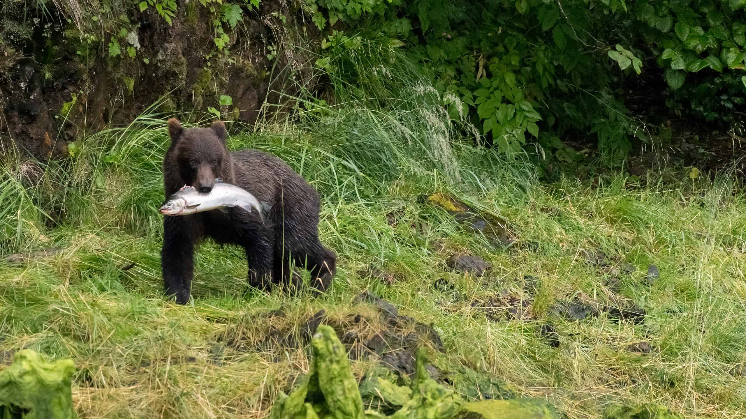 Coastal Brown Grizzly bear carrying a salmon