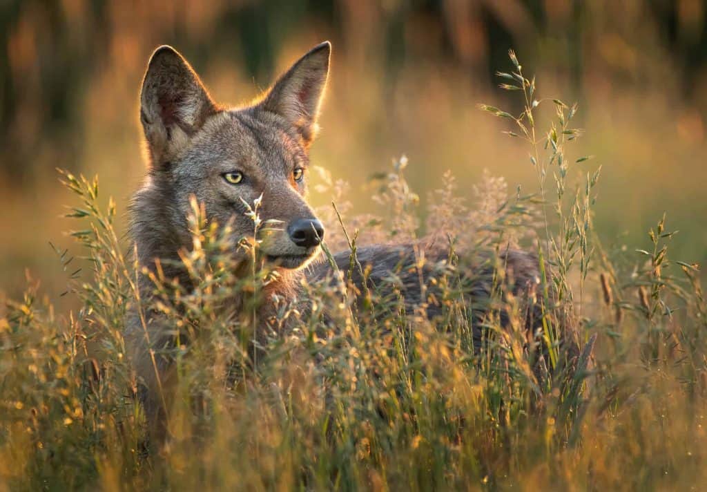 Which States Have the Most Coyotes? Here’s Where the PNW Ranks
