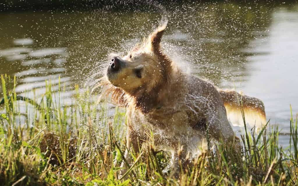 Golden retriever dog swimming in river