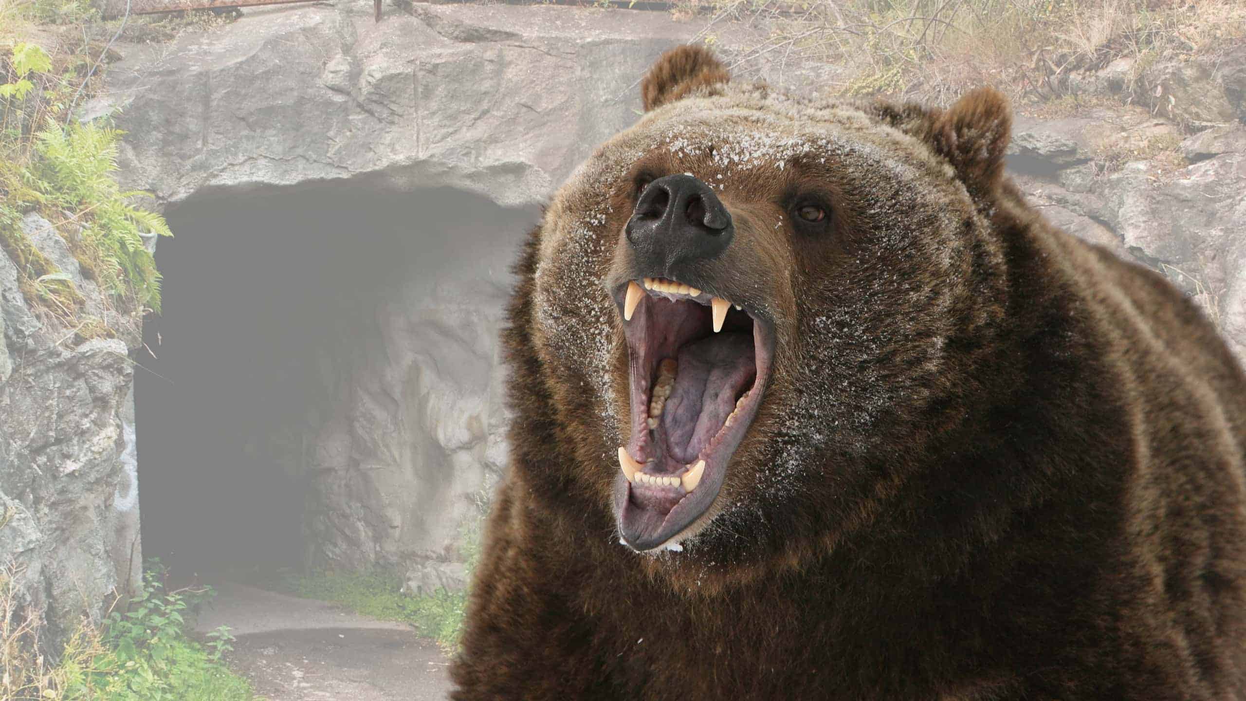 The Most Dangerous Animals Found in the Pacific Northwest