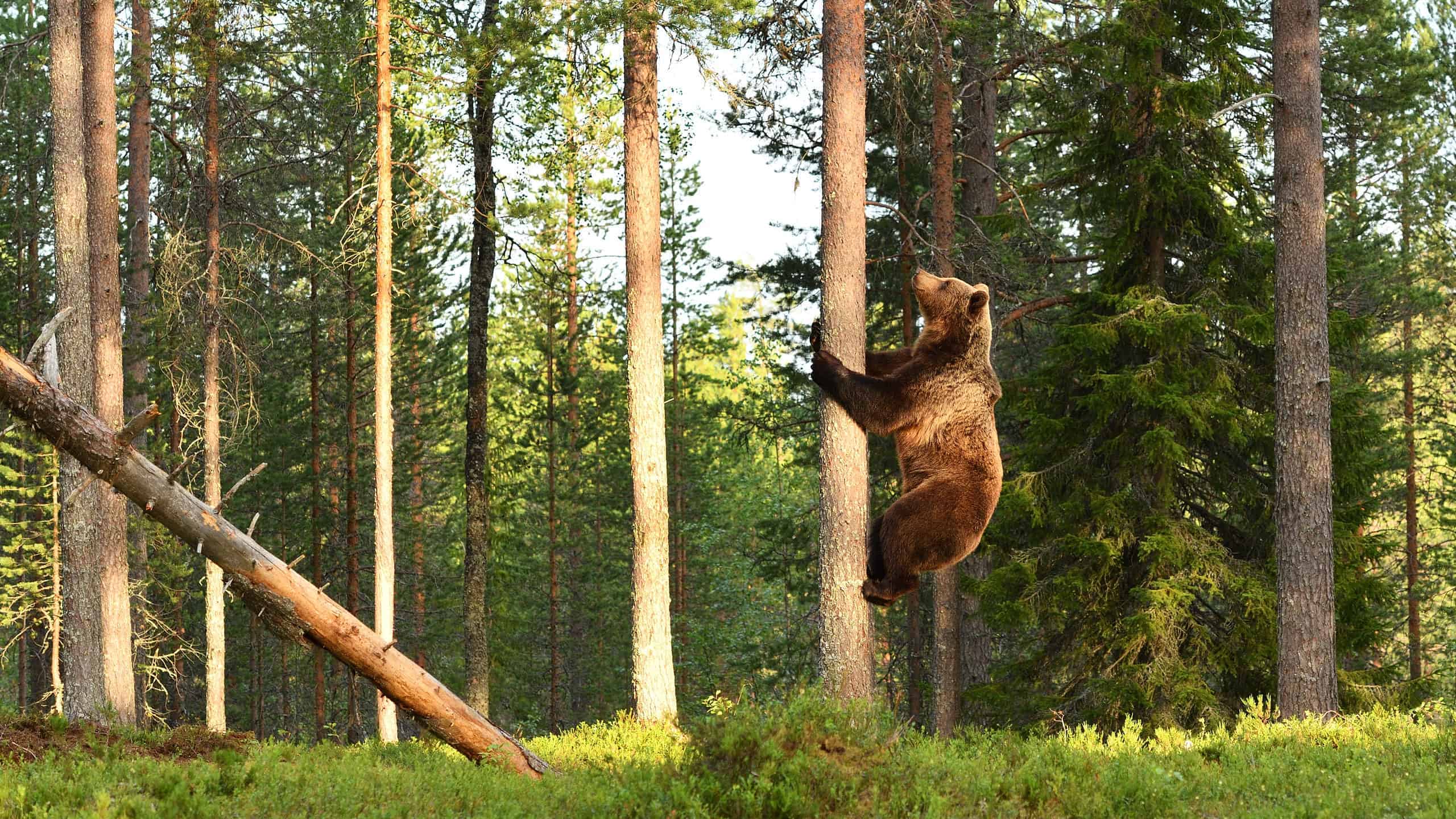Contrary to popular belief, grizzly bears can climb trees.