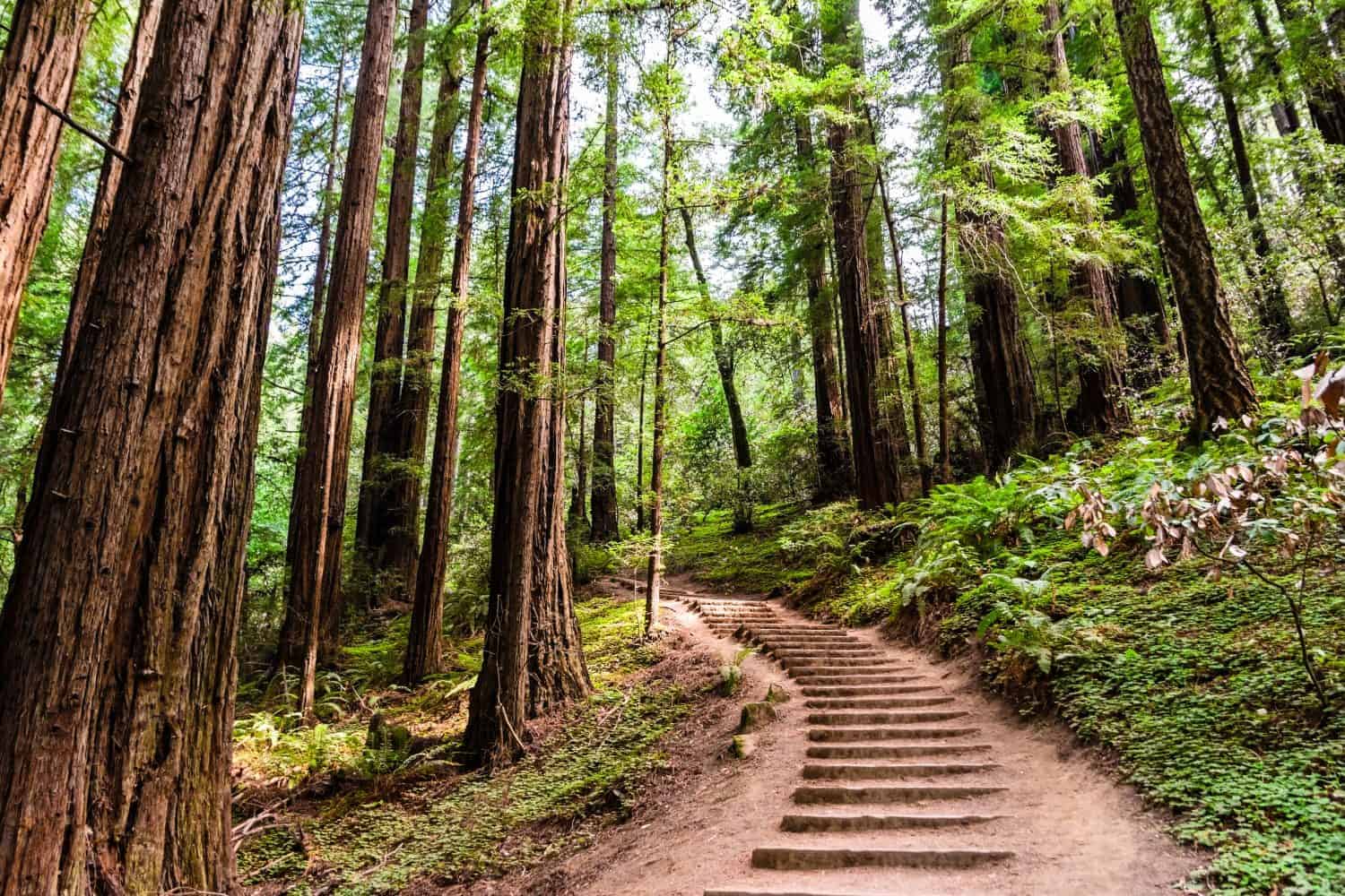 Hiking trail going through redwood forest of Muir Woods National Monument, north San Francisco bay area, California