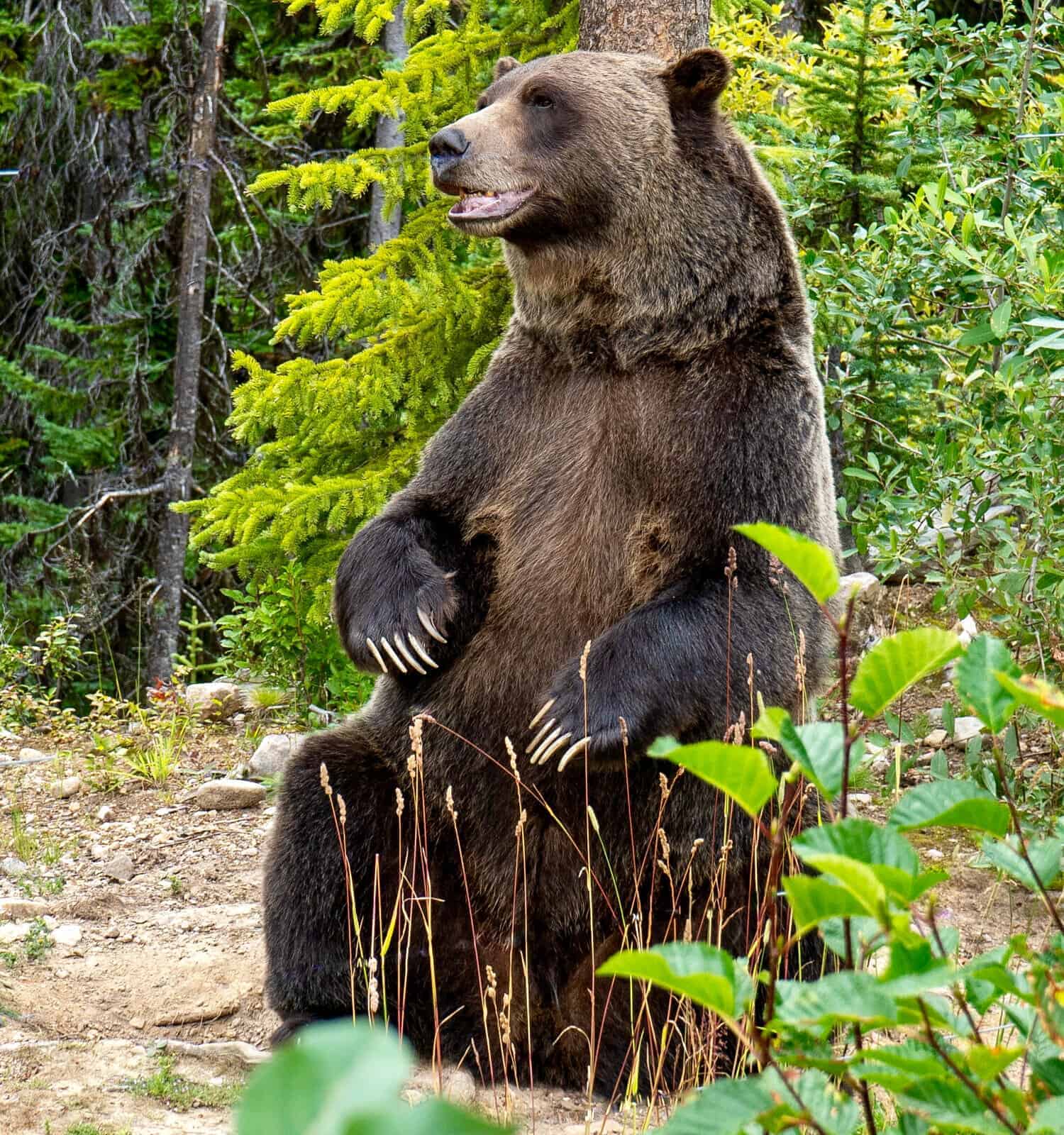 Rescued grizzly bear scratches his back on a tree at sanctuary in Golden, British Columbia, Canada. Boo the bear lives at the Grizzly Bear Interpretive Centre.