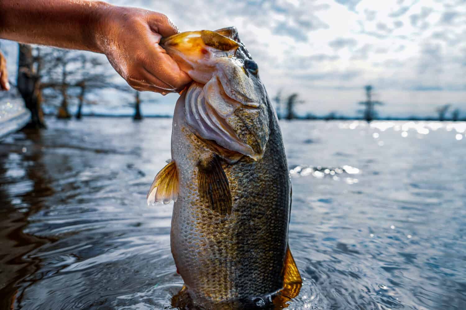 Record-Breaking Largemouth Bass From the Pacific Northwest and Every U.S. State