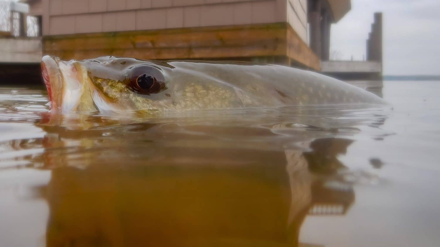 Fishing Detail of a Large Mouth Bass in a Lake