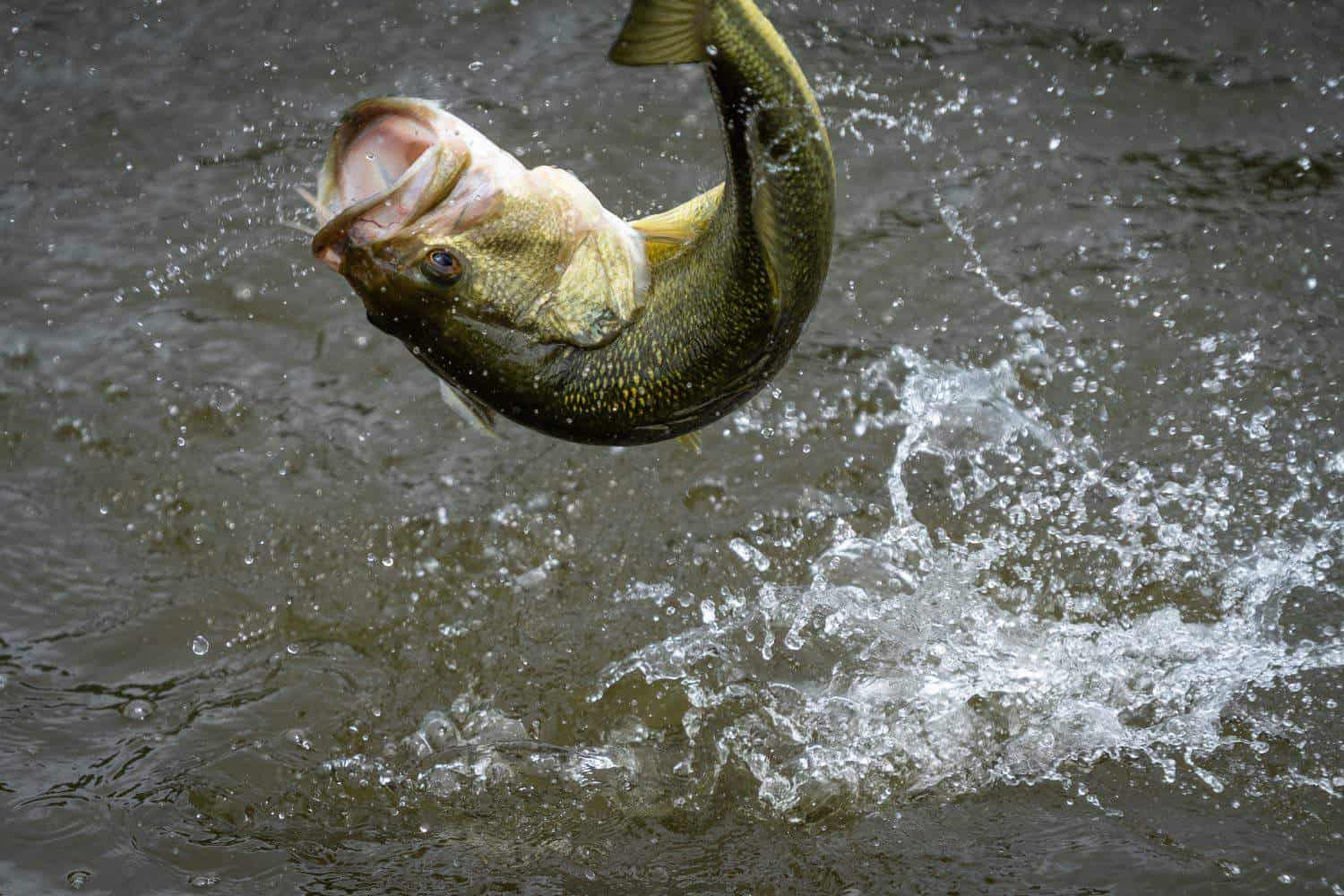 Largemouth bass doing acrobatic jump in a Texas lake