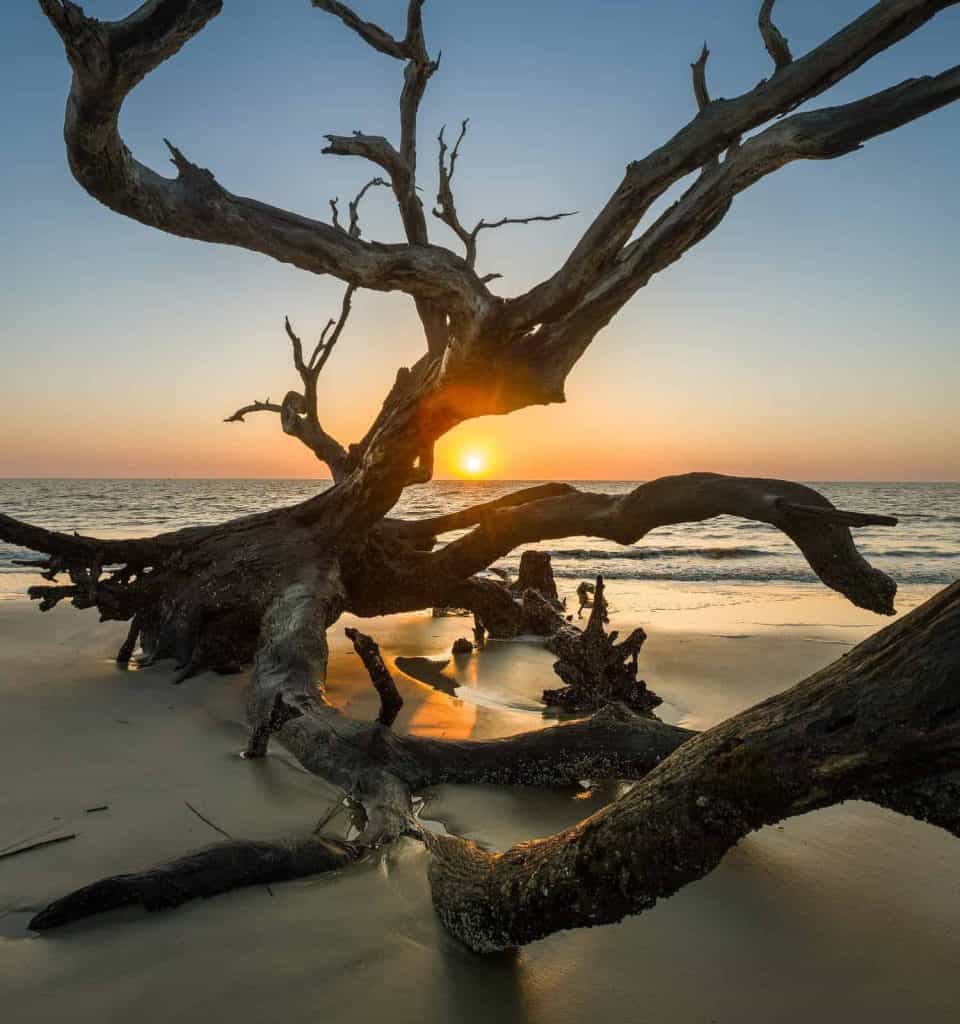 Beautiful trees at Driftwood Beach Georgia