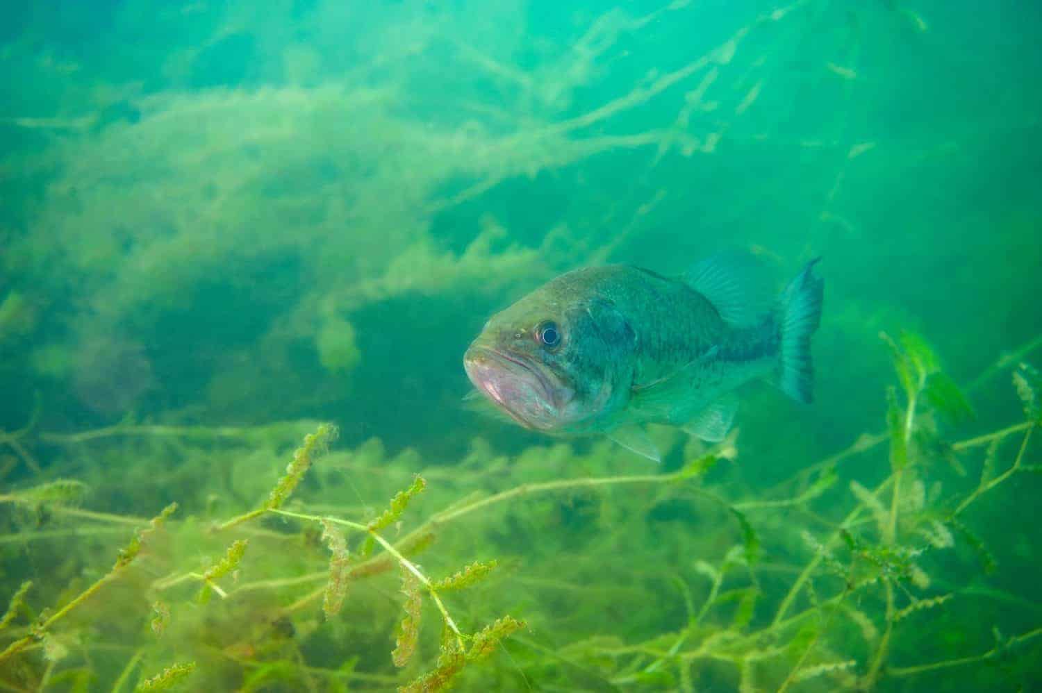 Largemouth bass swimming in a Michigan inland lake