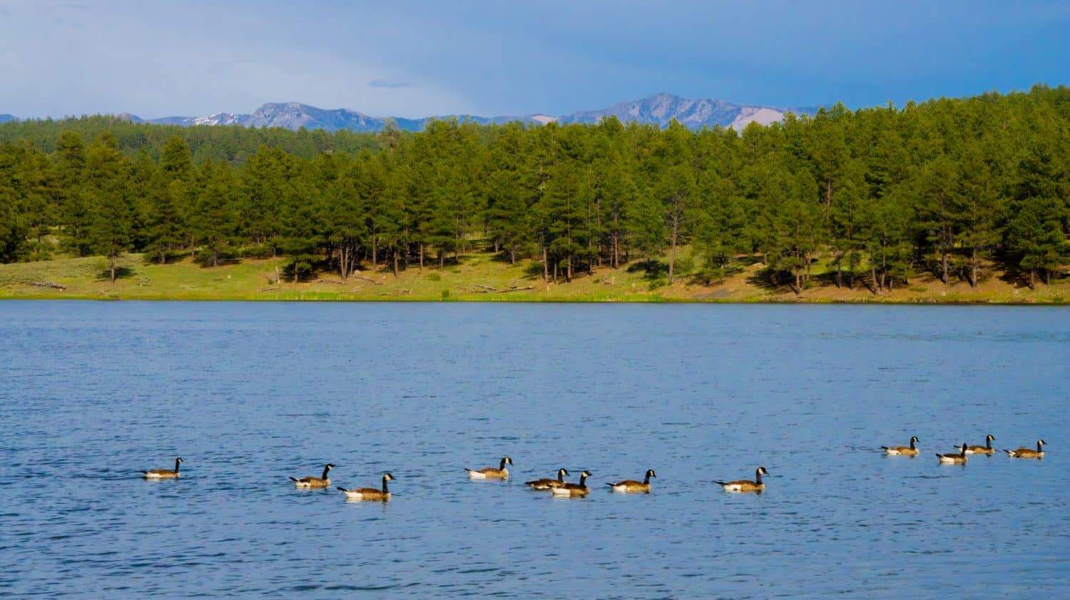 Ducks swim in Colorado's Echo Canyon Reservoir, a lake near Pagosa Springs, close to the border with New Mexico, with the San Juan Mountains, part of the Rocky Mountains, and trees, in summer 2024.