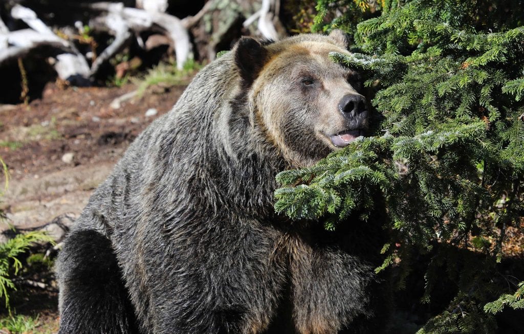 A Grizzly Bear Was Found on a Beach Near Seattle. How Did It Get There?