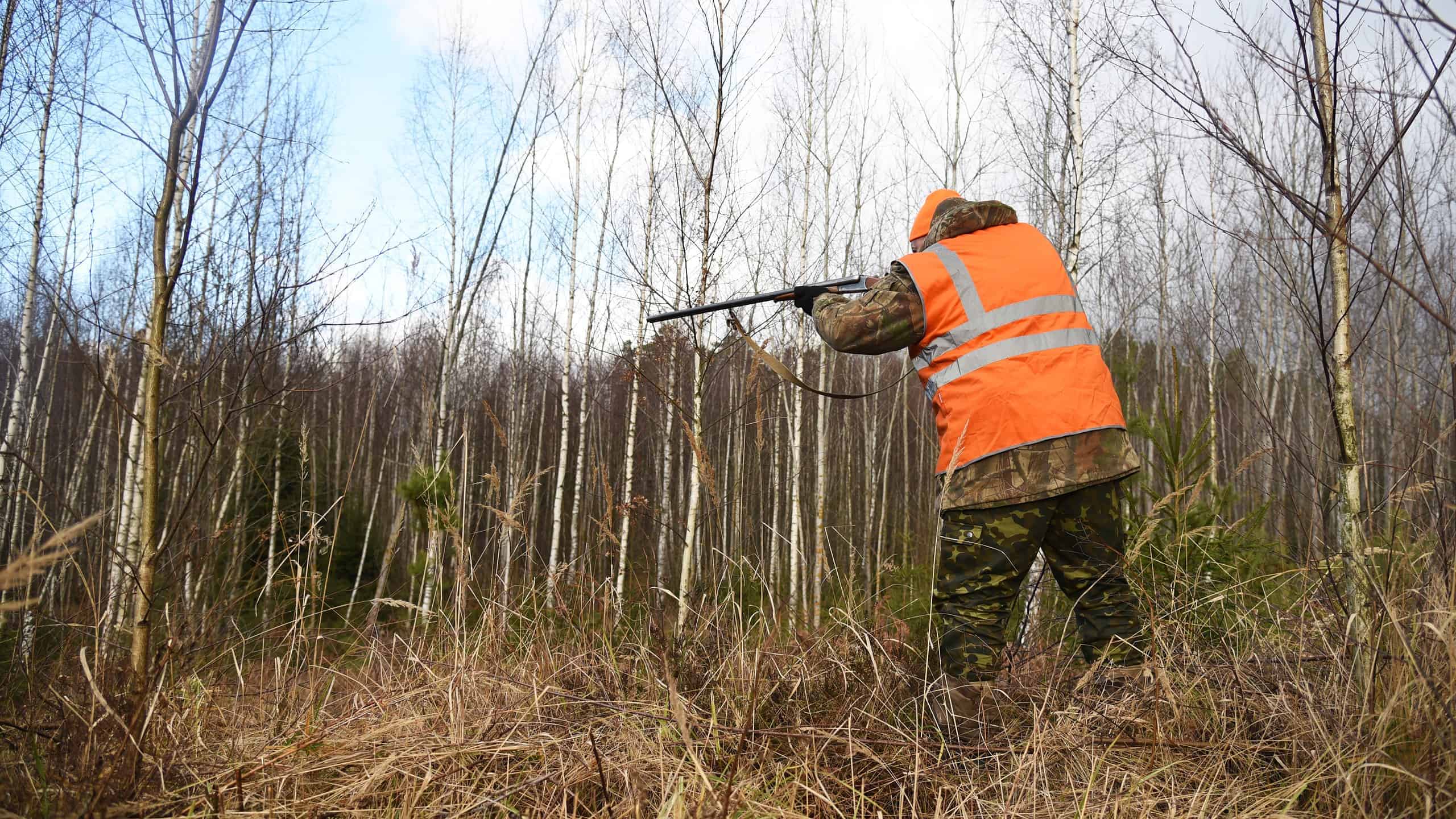 hunter tracks a wild boar