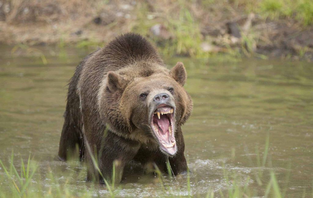 A Grizzly Bear Washed Up on a Washington Beach. Why?