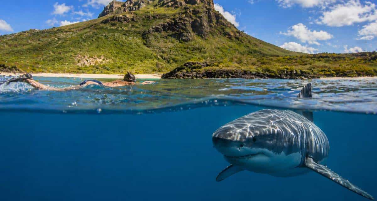 7 Islands Around the World With the Most Shark Attacks