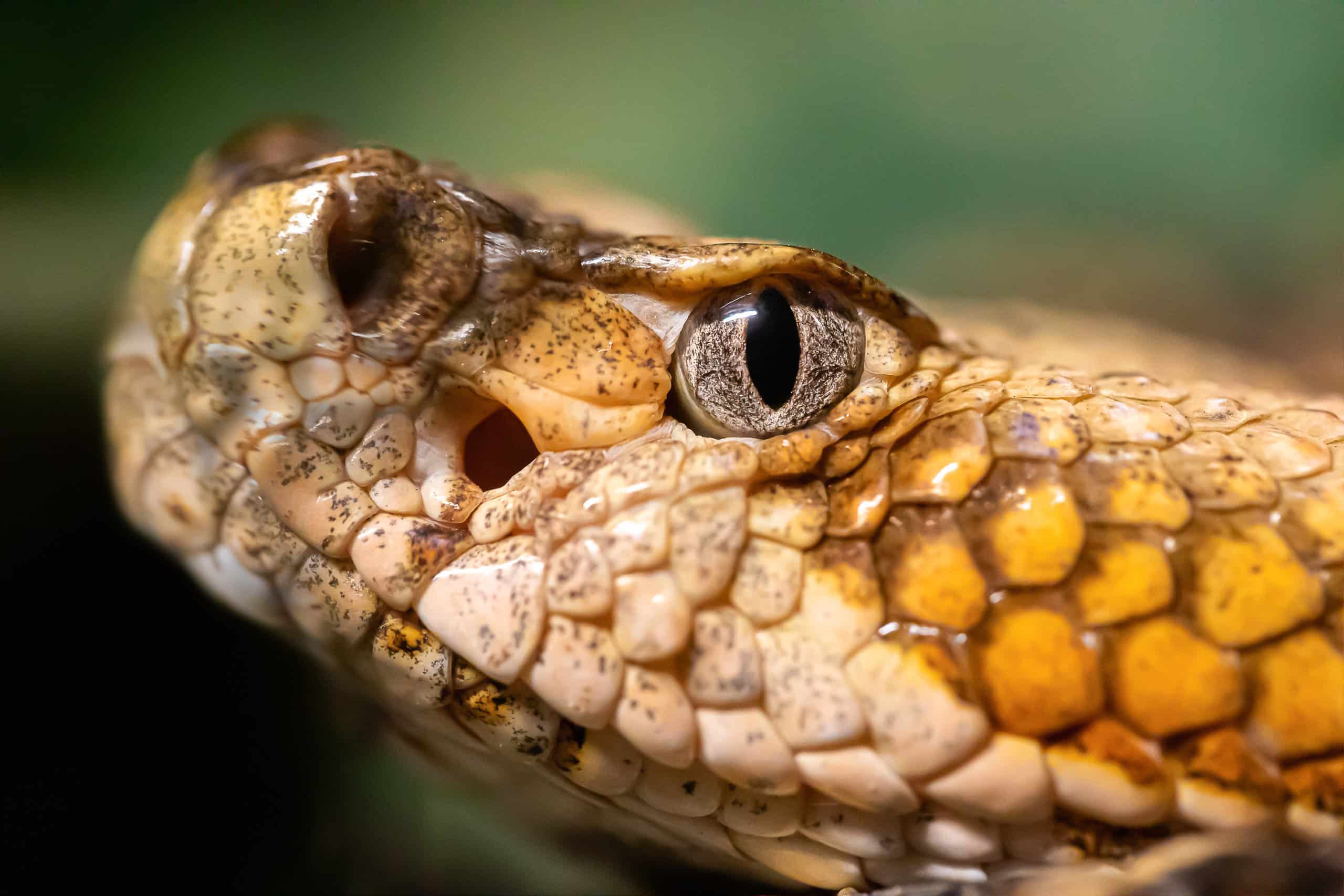 A Nearly 6-Foot Rattlesnake Had a California Neighborhood on Edge